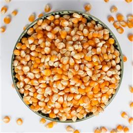 Corn Kernels Seed - 800 g